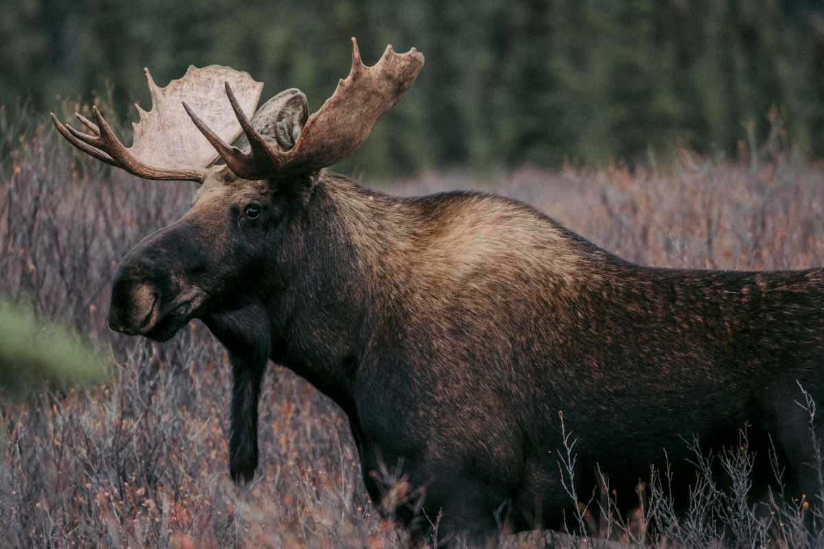 Majestätischer Elch in der Nähe von Koppom, Värmland