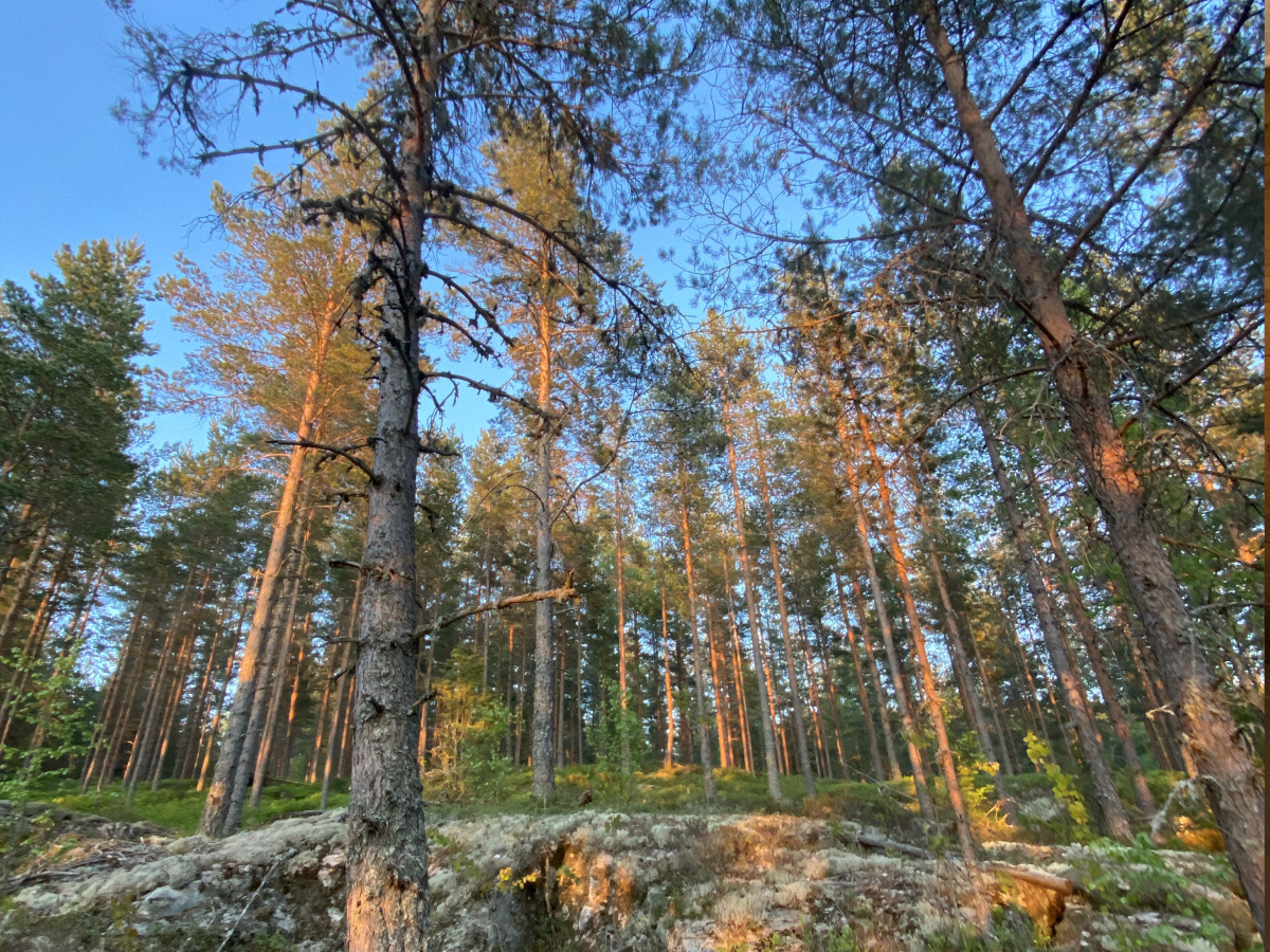 Nature around Ferienhaus Vadjungsted - Perfect for hiking
